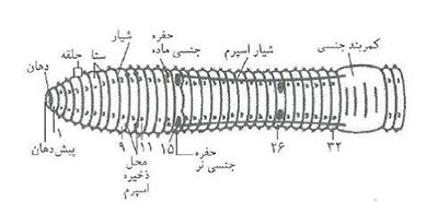 زیست شناسی کرم خاکی