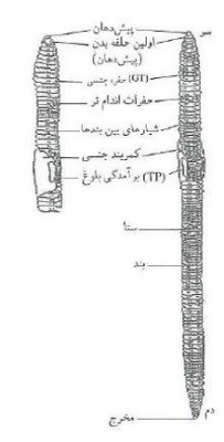 نمودار كلياندام هاي مختلف بدن كرم هاي خاكي (دياگرام عمومي كرم هاي خاكي، 2002)