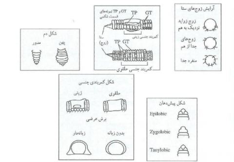  جزئيات ريخت شناختي اندام هاي كرم هاي خاكي مورد استفاده در طبقه بندي علمي (دياگرام كرم هاي خاكي، 2002)